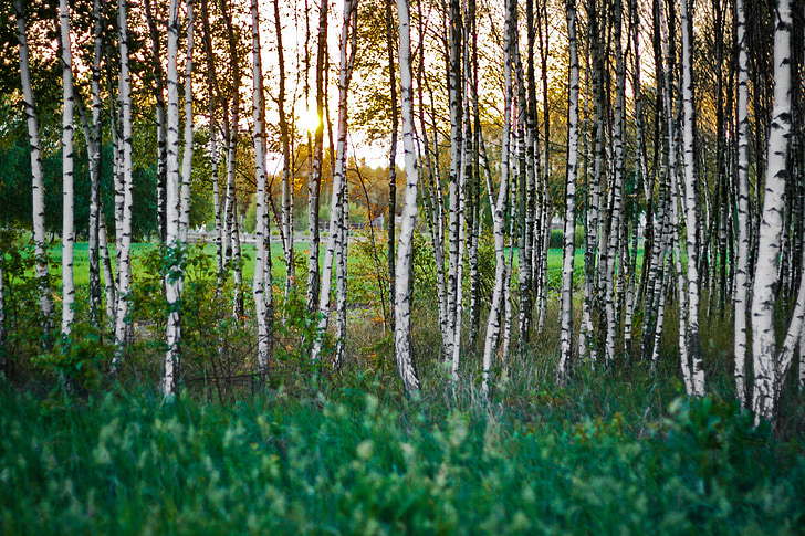 Birch, hutan, hutan, matahari terbenam, alam, pohon, di luar rumah