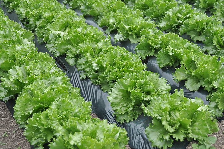 lettuce, lettuce field