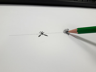 ołówek, liść, Rysunek, szkic, Biuro