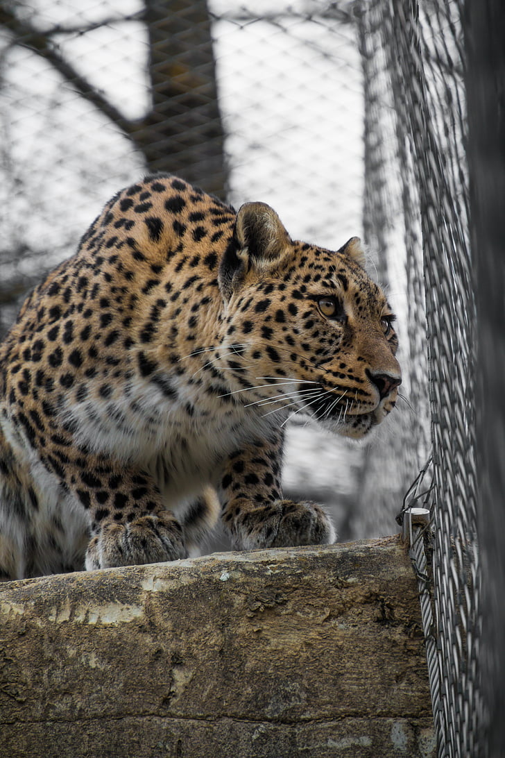 Leopard, Persian leopard, muotokuva, Sulje, näkymä, kasvot, Wallpapper
