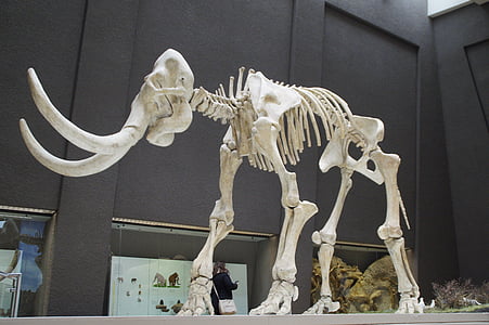 mammoth, skeleton, museum, exhibit, mammal, tusks, pachyderm