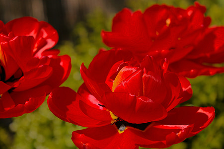 Tulpen, rode tulpen, rood, bloem, lente, natuur, bloemen