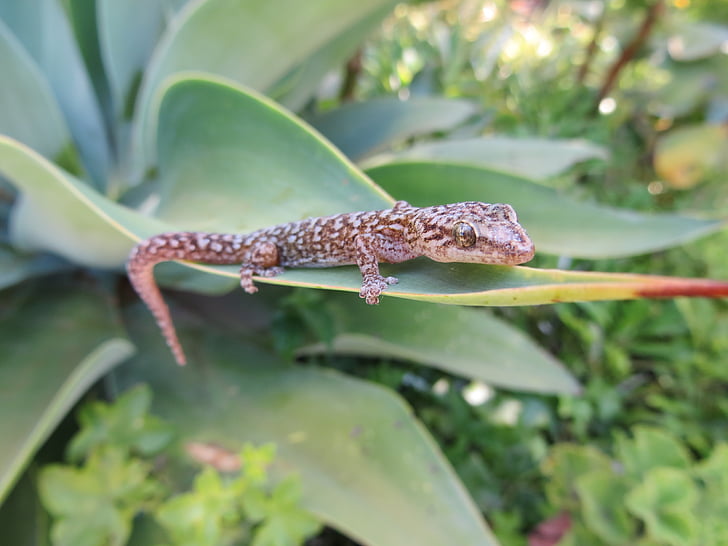 Gecko, suculenta, jardín, Lagarto