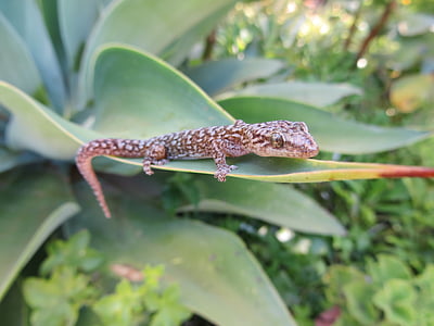 Gecko, succulente, giardino, lucertola