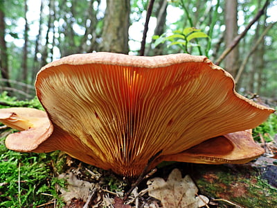 champignon, skov, natur, efterår, risiko, svampe arter