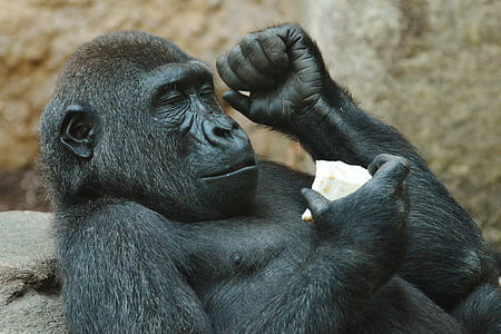 abe, gorilla, spise, Zoo, dyr, vilde dyr, Tierpark hellabrunn