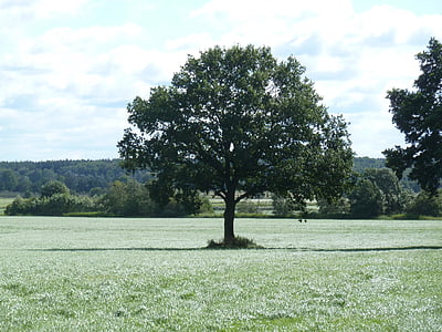 tree, oak, field, quercus, landscape, deciduous tree, meadow