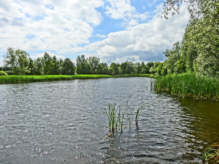 Pond park, sjön, vatten, landskap, naturen, Polen, sommar