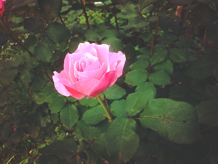 macro, photo, pink, rose, flower, leaves, pink color