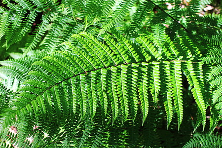 fern, plant, nature, leaf, green, summer, garden