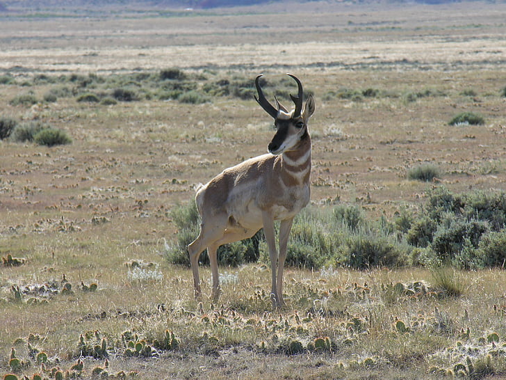 antilopa, pronghorn, narave, prosto živeče živali, Wyoming, sušnih, puščava