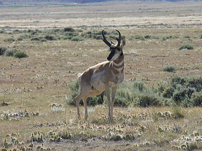 antilop, villásszarvú antilop, természet, vadon élő állatok, Wyoming, száraz, sivatag