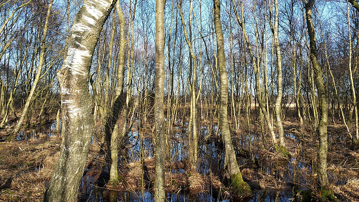 gozd, Vennov diagram breze, Zwillbrock, westfahlen
