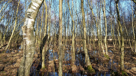 Forest, Vennov diagram brezy, zwillbrock, westfahlen
