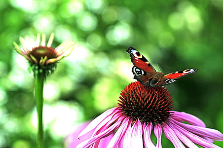 Schmetterling, Pfau, in der Nähe, Insekt, Garten, Tagpfauenauge
