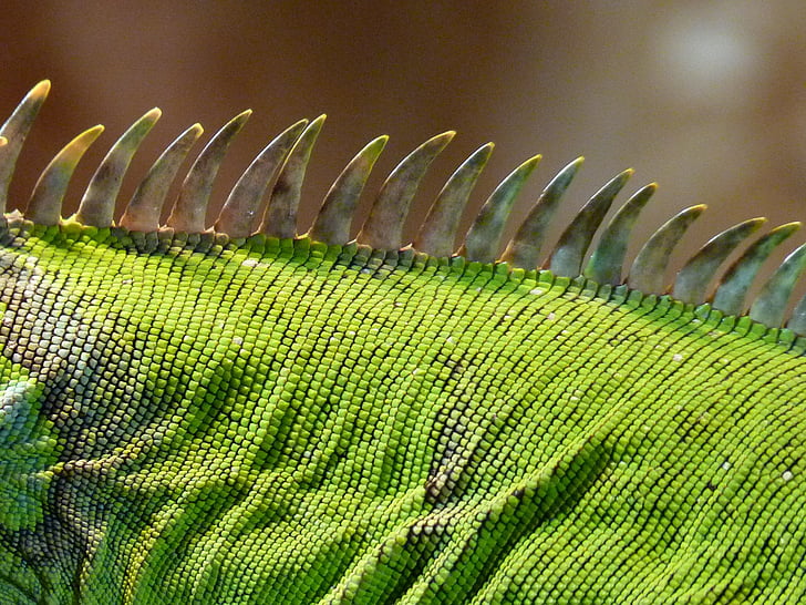 állat, közeli kép:, zöld, leguán, Iguana címer, gyík, hüllő