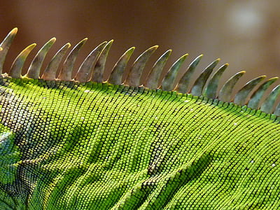 dyr, close-up, grøn, Iguana, Iguana crest, firben, krybdyr