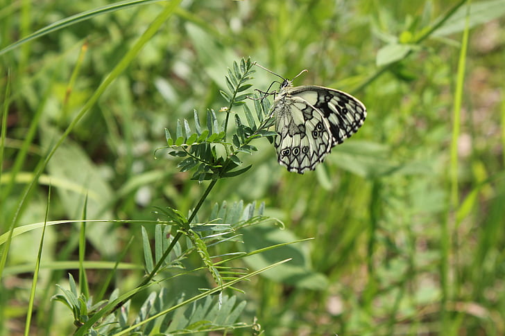 butterfly, insect, nature, summer, animal, wing, white