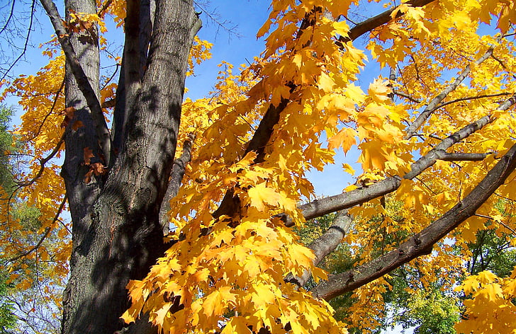 efterår, falder, ahorn, træ, blade, gul, blad