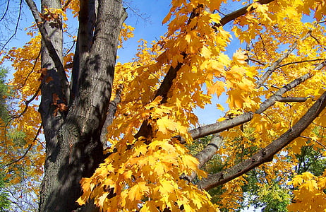 Syksy, syksyllä, vaahtera, puu, lehdet, keltainen, lehti