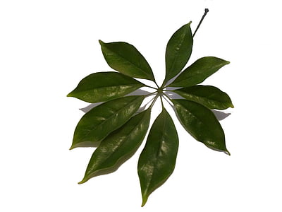Schefflera, Full, planta, verd, un, animal de companyia, tropical