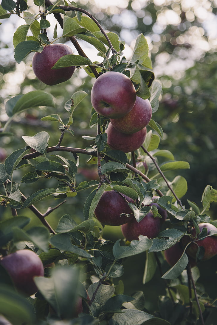 ābolu, Apple orchard, Ābele, dārza, augļi, daba, koks