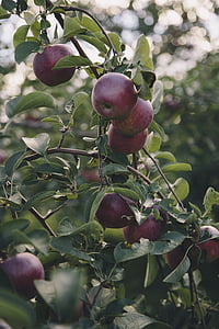 Apple, äppelträdgård, äppelträd, Orchard, frukt, naturen, träd