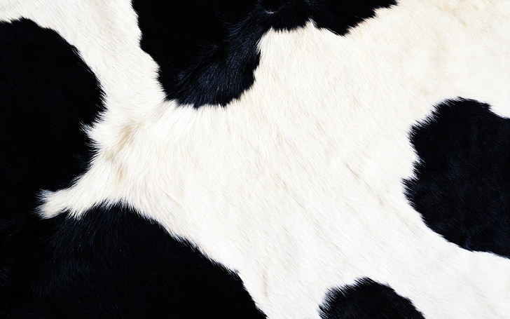 fons, vaca, animal, pelatge, textura, color negre, blanc