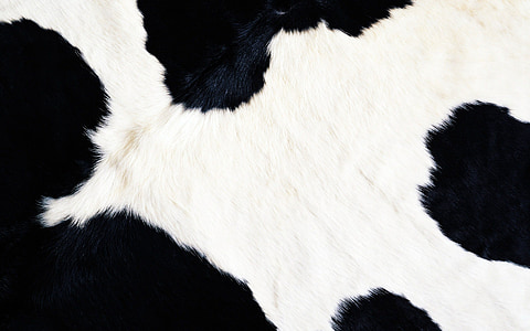 фон, крава, животните, кожа, текстура, черен цвят, бяло