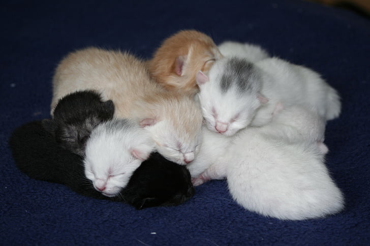 Katze, Hauskatzen, Kätzchen, Baby-Kätzchen, Baby Katzen, EKH, Süß