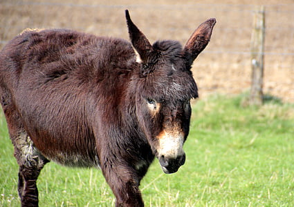 burro, burro doméstico, Equus asinus asinus, animal, carrinho, castanho escuro, último animal