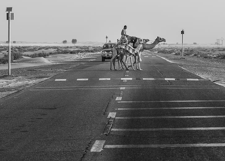 camellos, carretera, desierto, animal, Árabe, forma, transporte