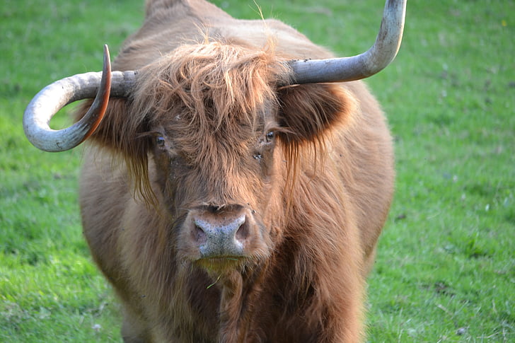 dyr, Highland kvæg, Highland oksekød, landbrug, skotske highland kvæg, unge dyr, ko