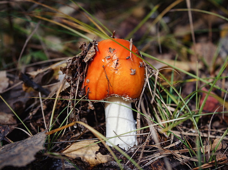 jamur, hutan, musim gugur, alam, Rusia