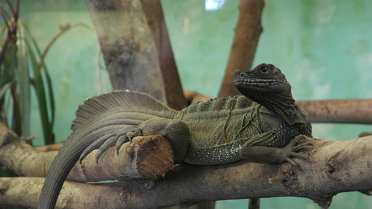 Lagarto, Parque zoológico, reptil, escala, escamosos, verde, Iguana