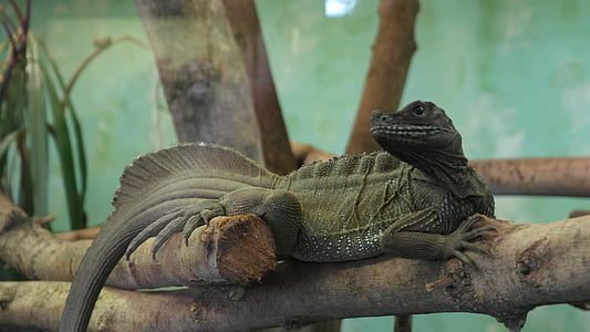 lizard, zoo, reptile, scale, scaly, green, iguana
