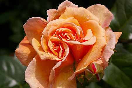 τριαντάφυλλο, ομορφιά, άνθος, άνθιση, αυξήθηκε ανθίζουν, άρωμα, λουλούδι