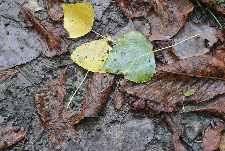 leaves, autumn, dirt, mud, brown