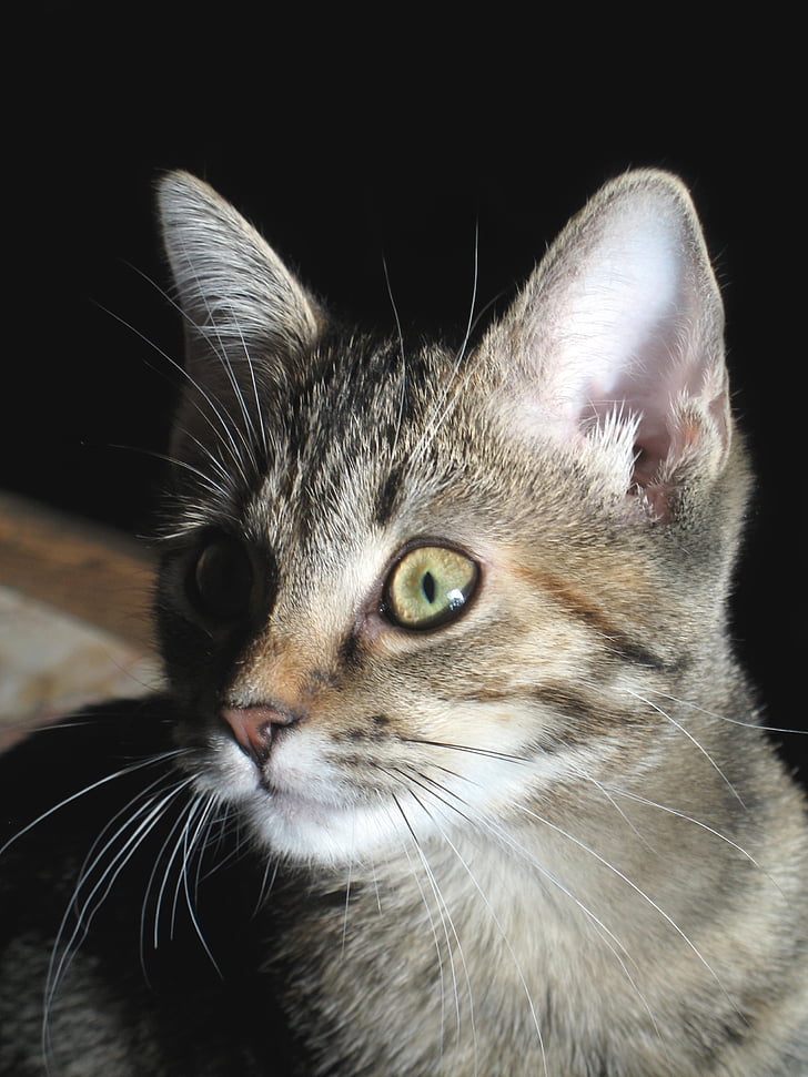 kitten, attention, domestic cat, mackerel, curious, cat, cat face