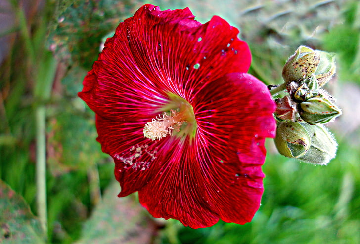 Stockrose, gemeinsamen Stockrose, Blume, Anlage, Bloom, Alcea rosea, Malvaceae