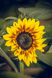 sun flower, blossom, bloom, close, yellow, helianthus, asteraceae