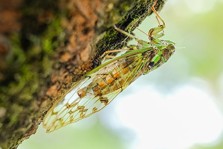 close, photography, green, brown, summer, Cicada, Animal