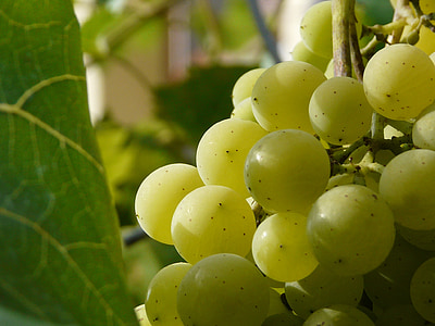 berry, cluster, wine, grapevine, grape, balls, grapes