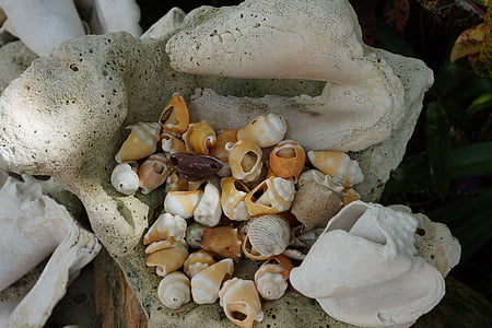 mussels, white, beach, holiday, nature, mussel shells