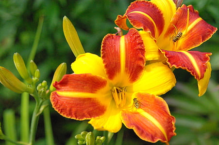 daylily, hemerocallis daylily, flower, plant, lily, enlarge view, nature