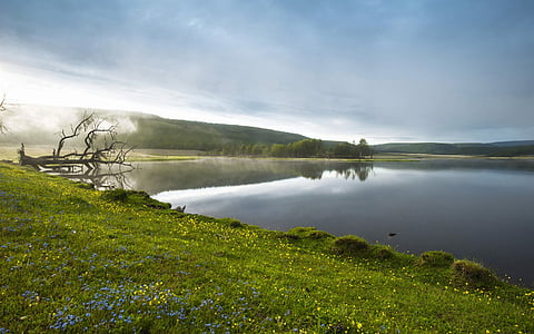 Lakeside, kabut pagi, bunga, musim semi, khuvsgul daerah, Mongolia, rumput