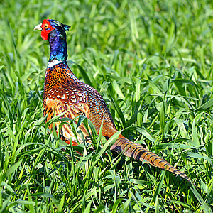 Pheasant, pheasant berburu, bidang, warna-warni, alam, musim semi, padang rumput
