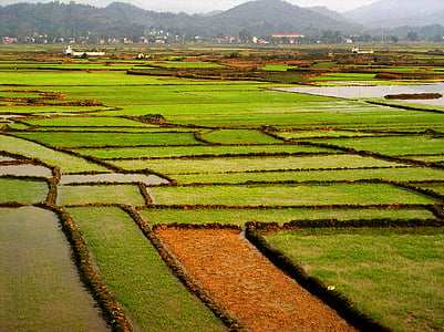 bidang, beras, hijau, tropis, Vietnam, Asia, alam