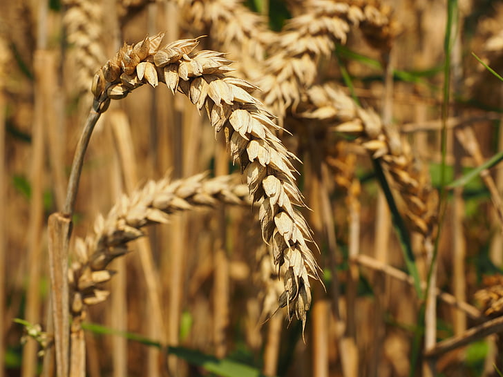 lúa mì, bánh mì lúa mì, hạt giống lúa mì, tăng đột biến, ngũ cốc, ngũ cốc, lĩnh vực