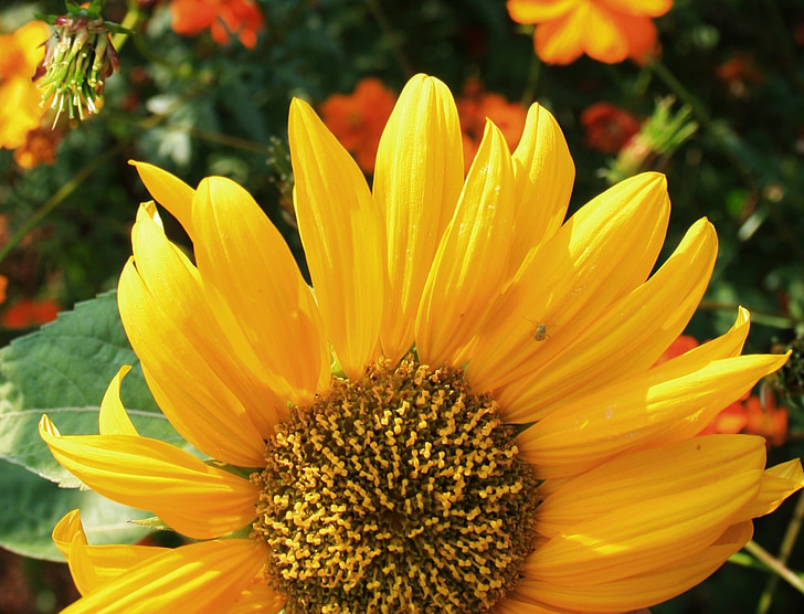sunflower, flower, face, large, yellow, petals, light